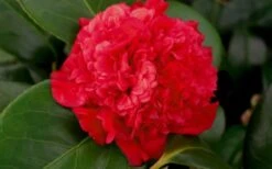 Professor Sargent Camellia Japonica - 1 Gallon Pot -Trees And Plants camellia professor sargent bloom