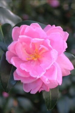 Sagamio Wabisuke Camellia - 3 Gallon Pot -Trees And Plants camellia sagamio wabisuki 1