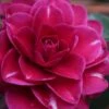 Purple Haze Camellia - 1 Gallon Pot