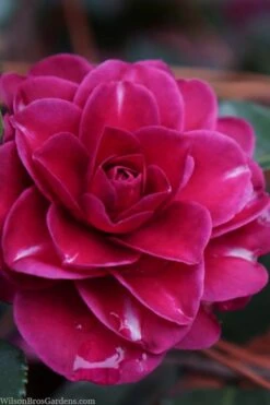 Purple Haze Camellia - 1 Gallon Pot