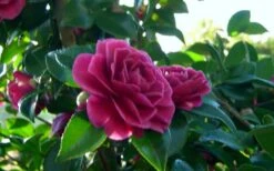 Purple Haze Camellia - 1 Gallon Pot -Trees And Plants camellia sasanqua purple haze 2