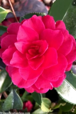 Purple Haze Camellia - 1 Gallon Pot -Trees And Plants camellia sasanqua purple haze 4