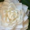 Sea Foam White Camellia Japonica - 1 Gallon Pot
