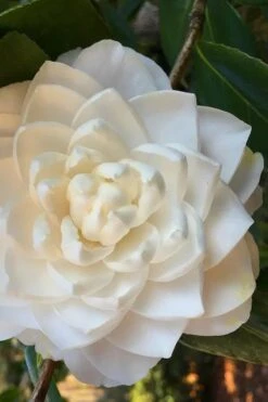 Sea Foam White Camellia Japonica - 1 Gallon Pot