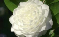 Sea Foam White Camellia Japonica - 1 Gallon Pot -Trees And Plants camellia sea foam 3