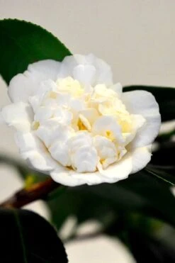 Shiro Karako White Camellia Rusticana - 3 Gallon Pot -Trees And Plants camellia shiro karako 1