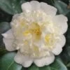 Shiro Karako White Camellia Rusticana - 3 Gallon Pot -Trees And Plants camellia shiro karako 2