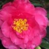 Shishi Gashira Dwarf Camellia Sasanqua - 2.5 Quart Pot -Trees And Plants camellia shishi gashira 25 1