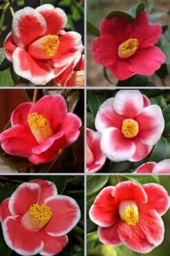 Tama No Ura Weeping Camellia Japonica - 3 Gallon Pot -Trees And Plants camellia tama no ura sports 1