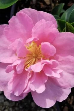 Taylors Perfection Pink Camellia Hybrid - 3 Gallon Pot -Trees And Plants camellia taylors perfection 5
