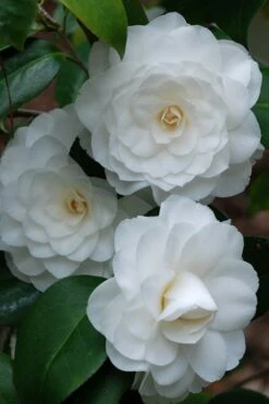 White By The Gate Camellia Japonica - 3 Gallon Pot -Trees And Plants camellia white by the gate 1