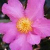 Winter's Star Cold Hardy Camellia - 1 Gallon Pot -Trees And Plants camellia winters star 20