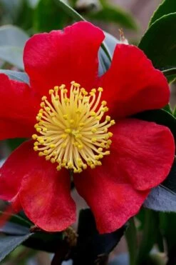 Yuletide Camellia Sasanqua - 3 Gallon Pot -Trees And Plants camellia yuletide best