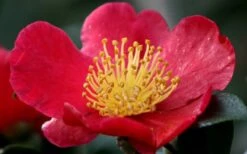 Yuletide Camellia Sasanqua - 3 Gallon Pot -Trees And Plants camellia yuletide flower closeup