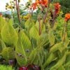 Bengal Tiger Canna Lily - 1 Gallon Pot -Trees And Plants canna pretoria bengal tiger 13