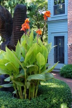 Bengal Tiger Canna Lily - 1 Gallon Pot -Trees And Plants canna pretoria bengal tiger 2