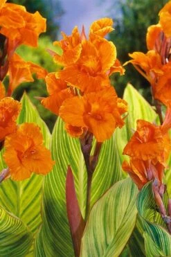 Bengal Tiger Canna Lily - 1 Gallon Pot -Trees And Plants canna pretoria bengal tiger 8