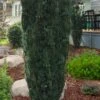 Fastigiata Upright Japanese Plum Yew - 3 Gallon Pot -Trees And Plants cephalotaxus harringtonia fastigiata upright japanese plum yew 100