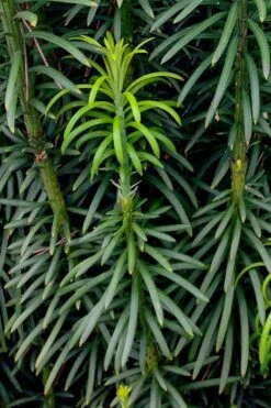 Fastigiata Upright Japanese Plum Yew - 3 Gallon Pot -Trees And Plants cephalotaxus harringtonia fastigiata upright japanese plum yew 101