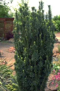 Fastigiata Upright Japanese Plum Yew - 3 Gallon Pot -Trees And Plants cephalotaxus harringtonia fastigiata upright japanese plum yew 102