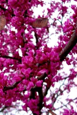 Oklahoma Redbud Tree - 5 Gallon Pot -Trees And Plants cercis canadensis oklahoma redbud tree 5