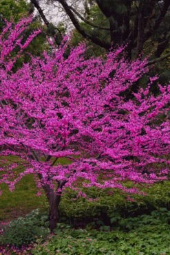 Oklahoma Redbud Tree - 5 Gallon Pot -Trees And Plants cercis canadensis oklahoma redbud tree 6