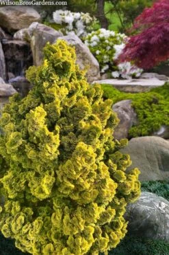 Golden Dwarf Hinoki Cypress - Chamaecyparis Obtusa 'Nana Lutea' - 2 Gallon Pot -Trees And Plants chamaecyparis obtusa nana lutea 100