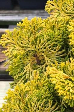 Golden Dwarf Hinoki Cypress - Chamaecyparis Obtusa 'Nana Lutea' - 2 Gallon Pot -Trees And Plants chamaecyparis obtusa nana lutea 103