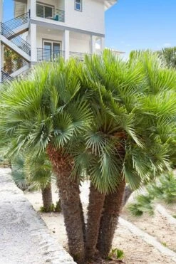 European Fan Palm - 7 Gallon Pot -Trees And Plants chamaerops humilis european fan palm 101