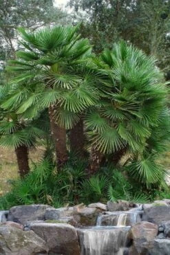 European Fan Palm - 7 Gallon Pot -Trees And Plants chamaerops humilis european fan palm 102
