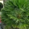European Fan Palm - 7 Gallon Pot -Trees And Plants chamaerops humilis european fan palm 103