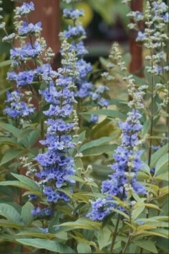 Blue Chaste Tree - Vitex Agnus-castus - 1 Gallon Pot -Trees And Plants chaste tree blue 103