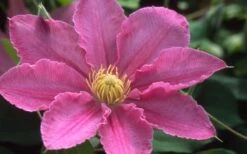 Abilene Clematis - 1 Gallon Pot -Trees And Plants clematis abilene 12