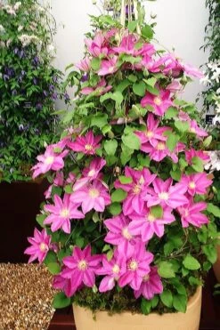 Abilene Clematis - 1 Gallon Pot -Trees And Plants clematis abilene 13