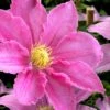 Abilene Clematis - 1 Gallon Pot -Trees And Plants clematis abilene 15