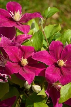 Acropolis Clematis - 1 Gallon Pot -Trees And Plants clematis acropolis 5