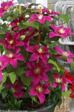 Acropolis Clematis - 1 Gallon Pot -Trees And Plants clematis acropolis 7