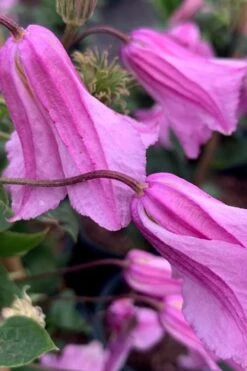 Alionushka Clematis - 1 Gallon Pot -Trees And Plants clematis alionushka 500x750 1