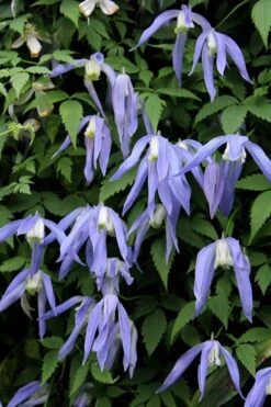 Blue Dancer Clematis - 1 Gallon Pot -Trees And Plants clematis alpina blue dancer 3