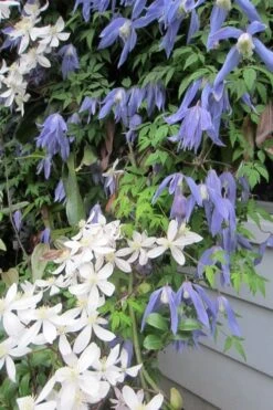 Blue Dancer Clematis - 1 Gallon Pot -Trees And Plants clematis alpina blue dancer 5