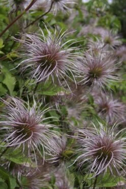 Blue Dancer Clematis - 1 Gallon Pot -Trees And Plants clematis alpina blue dancer 8