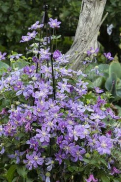 Arabella Clematis - 1 Gallon Pot -Trees And Plants clematis arabella 10
