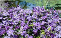 Arabella Clematis - 1 Gallon Pot -Trees And Plants clematis arabella 12