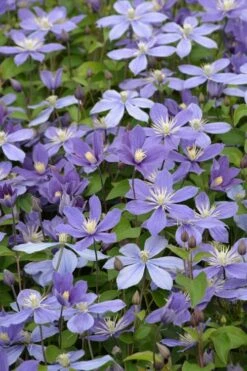 Arabella Clematis - 1 Gallon Pot -Trees And Plants clematis arabella 5