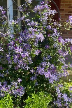 Arabella Clematis - 1 Gallon Pot -Trees And Plants clematis arabella 6