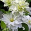 Arctic Queen Clematis - 1 Gallon Pot -Trees And Plants clematis arctic queen 10