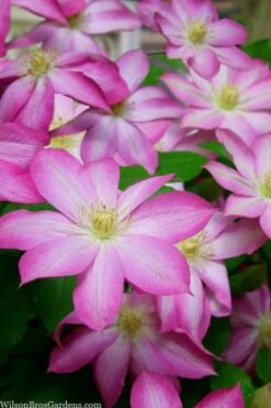 Asao Clematis - 1 Gallon Pot -Trees And Plants clematis asao 15