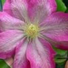 Asao Clematis - 1 Gallon Pot -Trees And Plants clematis asao 17