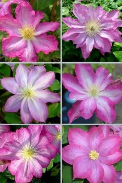 Asao Clematis - 1 Gallon Pot -Trees And Plants clematis asao 18