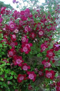 Avant-Garde Clematis - 1 Gallon Pot -Trees And Plants clematis avant garde 11